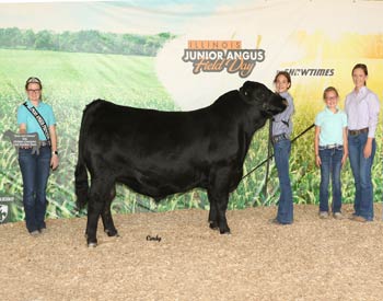 Bred-and-owned Junior Champion Bull