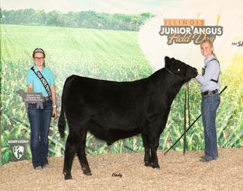Reserve Grand Champion Bred-and-owned Bull