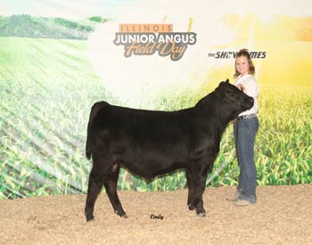 Bred-and-owned Reserve Senior Bull Calf Champion