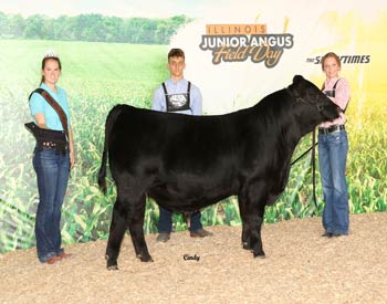 Grand Champion Bred-and-owned Bull