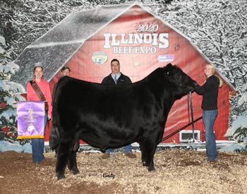 Grand Champion Bull