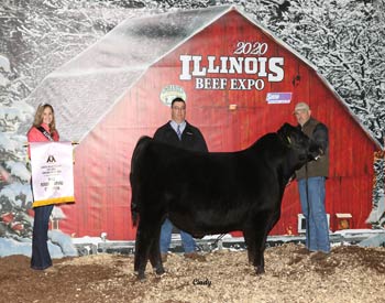 Reserve Grand Champion Bull