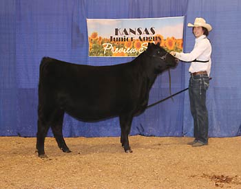 Owned Early Junior Champion Heifer