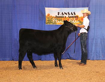 Owned Reserve Intermediate Champion Heifer