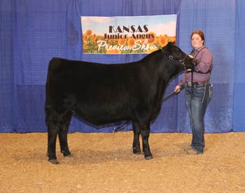 Reserve Grand Champion Steer