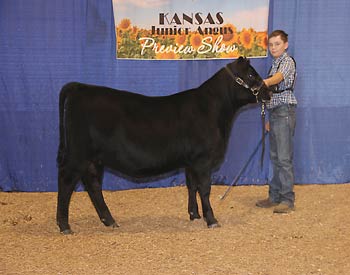 Owned Reserve Fall Heifer Calf Champion