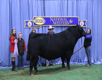 Reserve Senior Champion Bull
