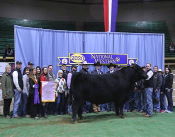 Reserve Grand Champion Bull