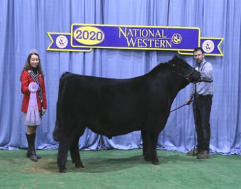Reserve Senior Bull Calf Champion