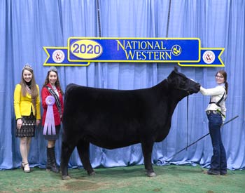 Reserve Intermediate Champion Heifer
