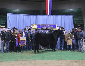 Grand Champion Bull