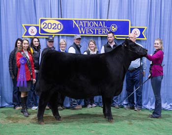 Intermediate Champion Heifer
