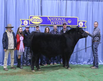 Reserve Junior Champion Bull