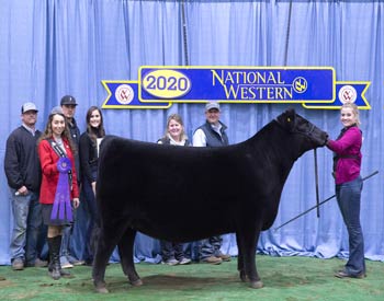 Late Junior Champion Heifer