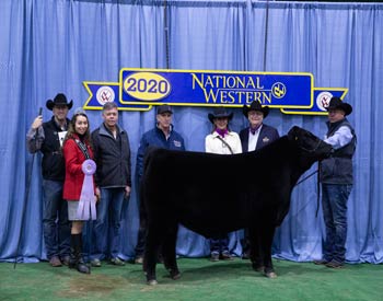 Reserve Winter Bull Calf Champion
