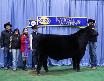 Intermediate Champion Bull