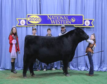Reserve Intermediate Champion Bull