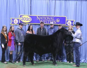 Winter Bull Calf Champion