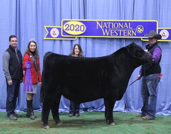 Senior Bull Calf Champion