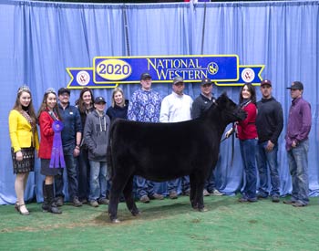 Early Winter Heifer Calf Champion