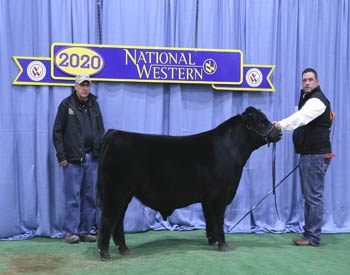 Spring Bull Calf Champion