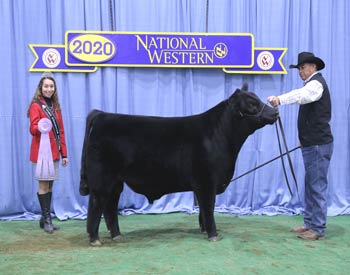 Reserve Spring Bull Calf Champion