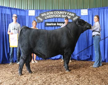 Reserve Grand Champion Bull