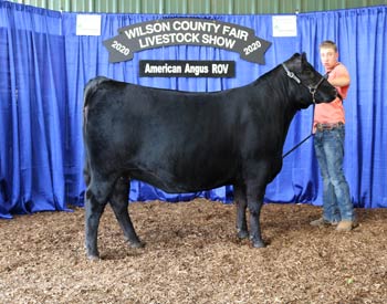 Reserve Grand Champion Owned Female