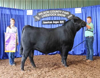 Grand Champion Bull