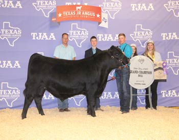 Grand Champion Bred-and-owned Bull