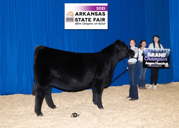 Grand Champion Owned Female