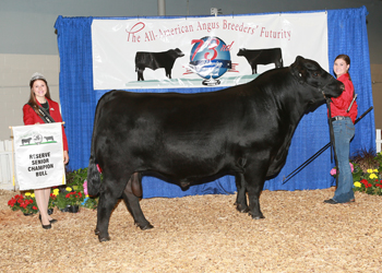 Reserve Senior Champion Bull