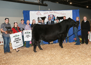 Grand Champion Bull