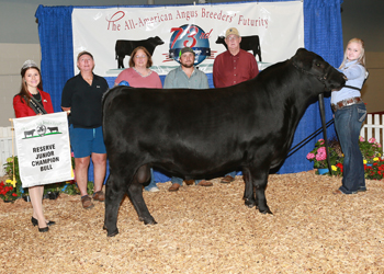 Reserve Junior Champion Bull