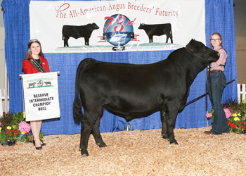 Reserve Intermediate Champion Bull