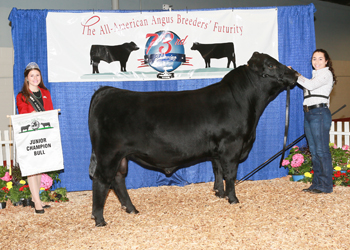 Junior Champion Bull