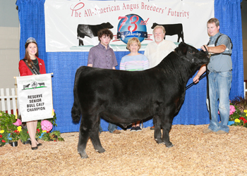 Reserve Senior Bull Calf Champion