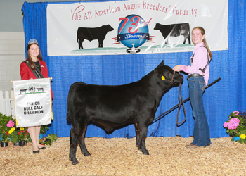 Junior Bull Calf Champion