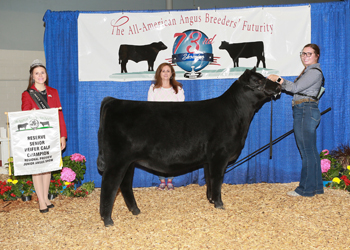 Owned Reserve Senior Heifer Calf Champion