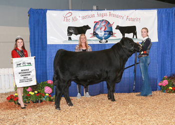 Bred-and-owned Reserve Intermediate Champion Bull