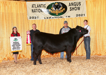 Reserve Early Spring Bull Calf Champion