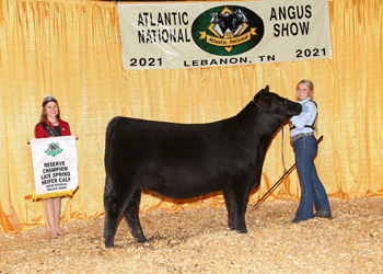 Owned Reserve Late Spring Heifer Calf Champion