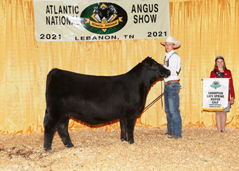 Owned Late Spring Heifer Calf Champion