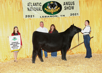 Bred-and-owned Spring Heifer Calf Champion