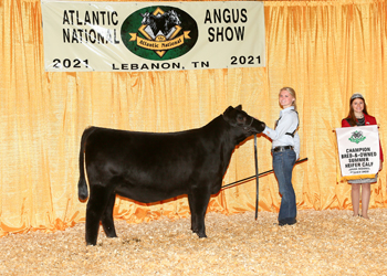 Bred-and-owned Summer Heifer Calf Champion
