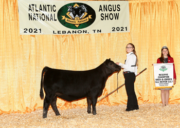 Bred-and-owned Reserve Fall Heifer Calf Champion