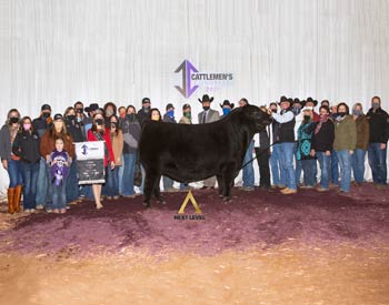 Grand Champion Bull