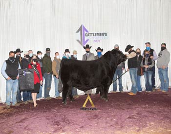 Reserve Grand Champion Bull