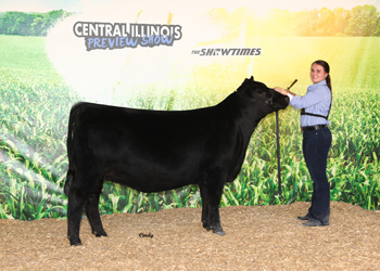 Reserve Intermediate Champion Heifer