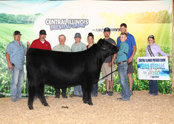 Late Junior Champion Heifer